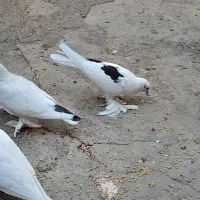 انواع کبوتر تهرانی، لوتی