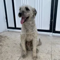 گمشده
