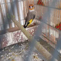 لانه عروس هلندی و سهره نر کرمانی