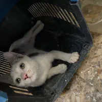 گربه واگذاری پسر هستش ۶ ماهه