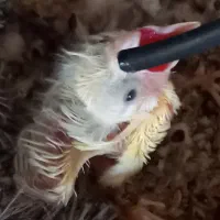 جوجه قناری سرلاکی