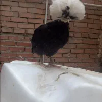 لهستانی مشکی پر کاکل مرغ