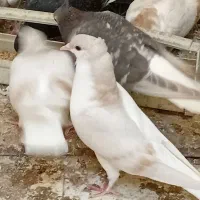 ساده کاکلی