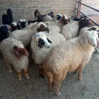 بره و گوسفند وبره