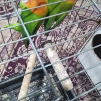 کوتوله برزیلی اوپلاگرین نره و ماده