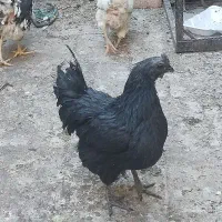 مرغ و خروس ایام سمانی