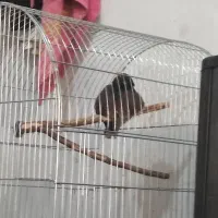 مرغ مینا ۸ ماهه