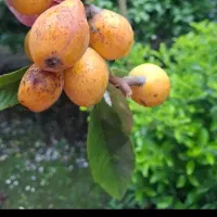 ازگیل فروشی دارم،ماسال و شاندرمن،فروش کلی و جزئی