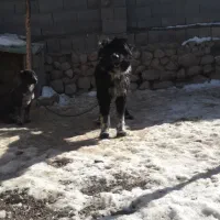 سگ قهدریجانی