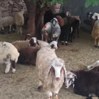 خروس لاری زنده مغانی