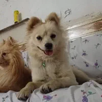 واگذاری رایگان سگ پامر