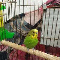 مرغ عشق نر با قفس