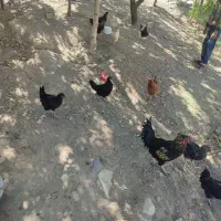 مرغ‌فروشی‌قیمت‌هر‌کدام‌1میلیون