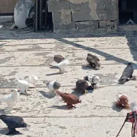 یک لانه کبوتر