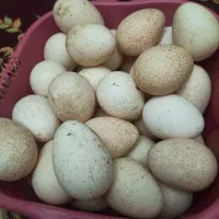 عسل و تخم بوقلمون و بسیار خوشمزه و مقوی