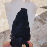 کفتر فروشی سیاه دم سفید