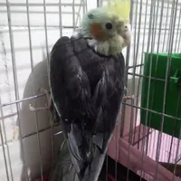 عروس هلندی سالم معاوضه باجوجه عروس نر۴ ماهه دارم