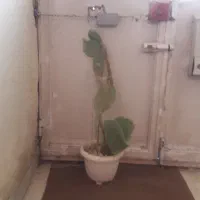 کاکتوس