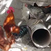 مرغ خروس