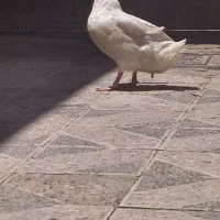 اردک