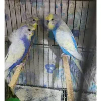 مرغ عشق پروانه