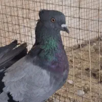 یک عدد کبوتر سبز جوجه رفته