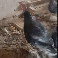 بوقلمون