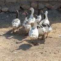 فروش غازنرو ماده