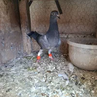 جوجه سوسکی سبز،طوقی زرد