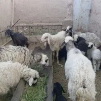 گوسفند|حیوانات مزرعه|گلباف, |دیوار