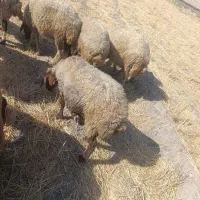 میش|حیوانات مزرعه|پلدختر, |دیوار