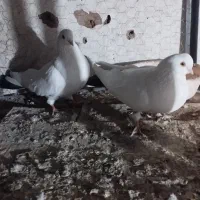 کودکفتر