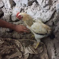 خروس در حیوانات ۲عدد