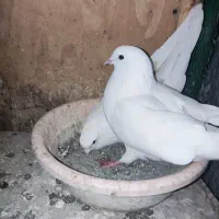 کبوتر پرشی