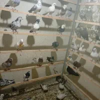 ۳۰جفت کبوتر عالی خوش رنگ وبپر