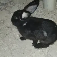 خرگوش