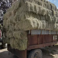 یونجه لشکری