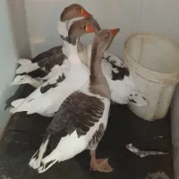 غاز