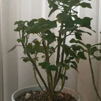 گل طبیعی|گل و گیاه طبیعی|اراک, |دیوار