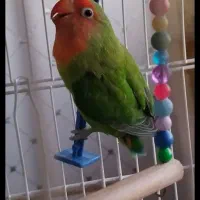 طوطی برزیلی ماده کار داده