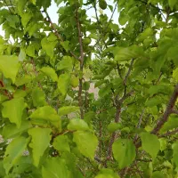 ملک آجیلی شوراب صغیر