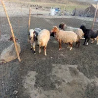 میش