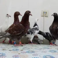 کبوتر مسافتی پلاکی دربوشهر