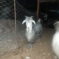 بز و تیبز داشتی
