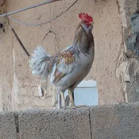 نیمچه و باری گلین