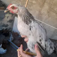 جوجه  مرغ دوتک نیمچه بومی   گلپایگانی
