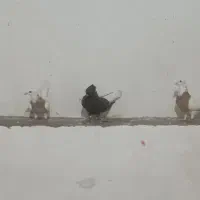 چهار تا کبوتر زرنگ و جوان