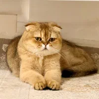 جفت گیری|گربه|مهاباد (آذربایجان غربی), |دیوار