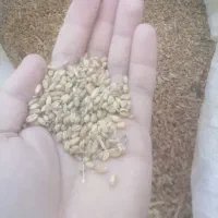 فروش ویژه فوری گندم پر تناژ میهن