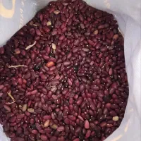 لوبیا قرمز